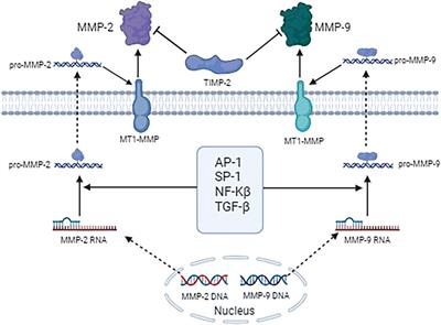 Roles of MMP-2 and MMP-9 and their associated molecules in the pathogenesis of keloids: a comprehensive review